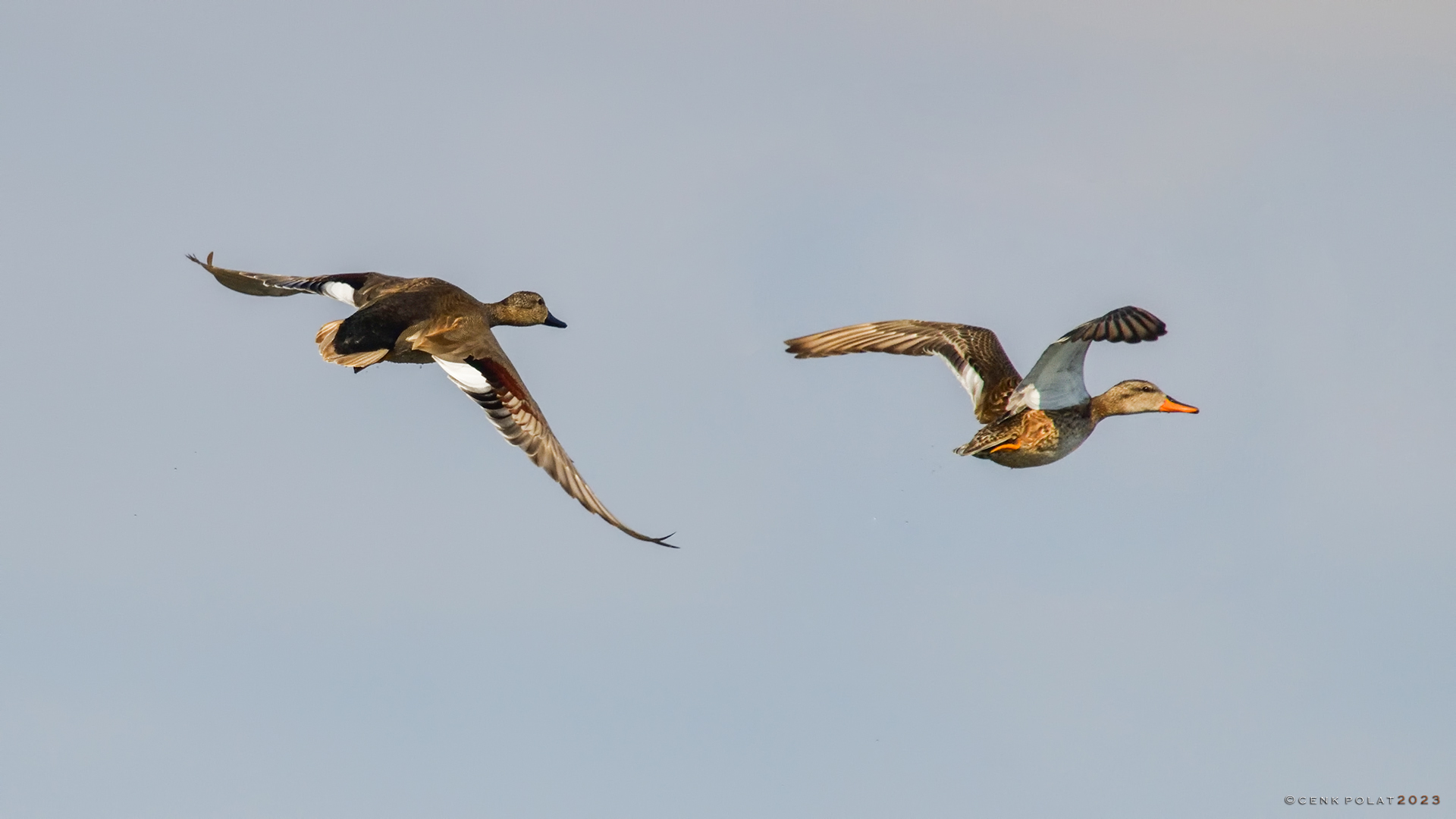 Gadwall